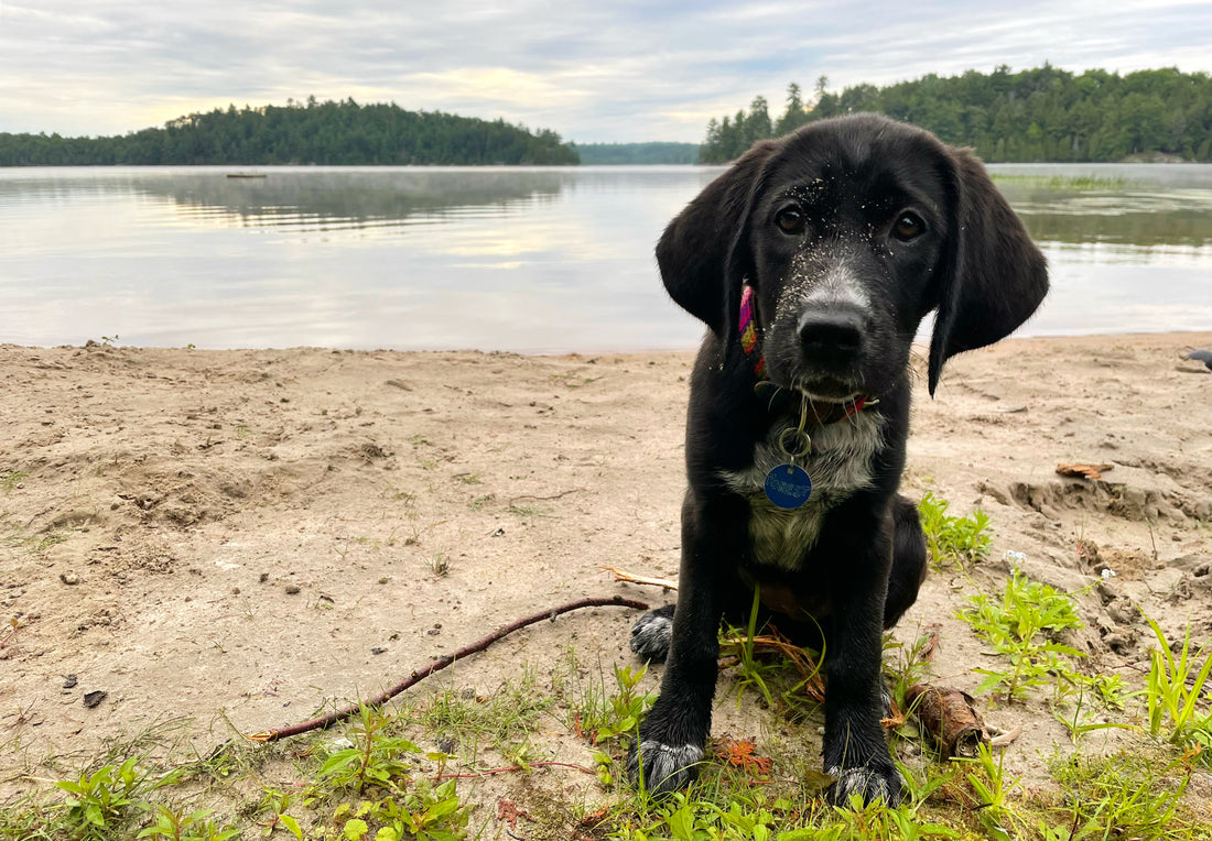 Black puppy sitting in canoe on lake in Ontario