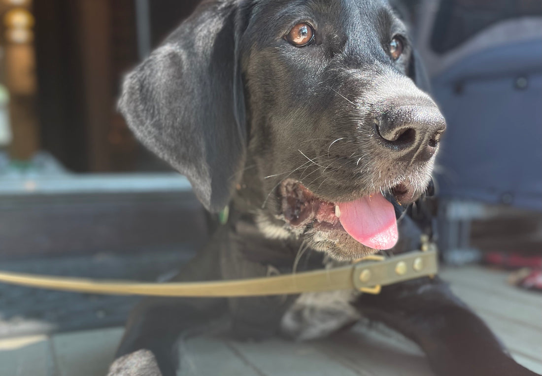 BioThane Leash Review & Eco-Friendly Leashes