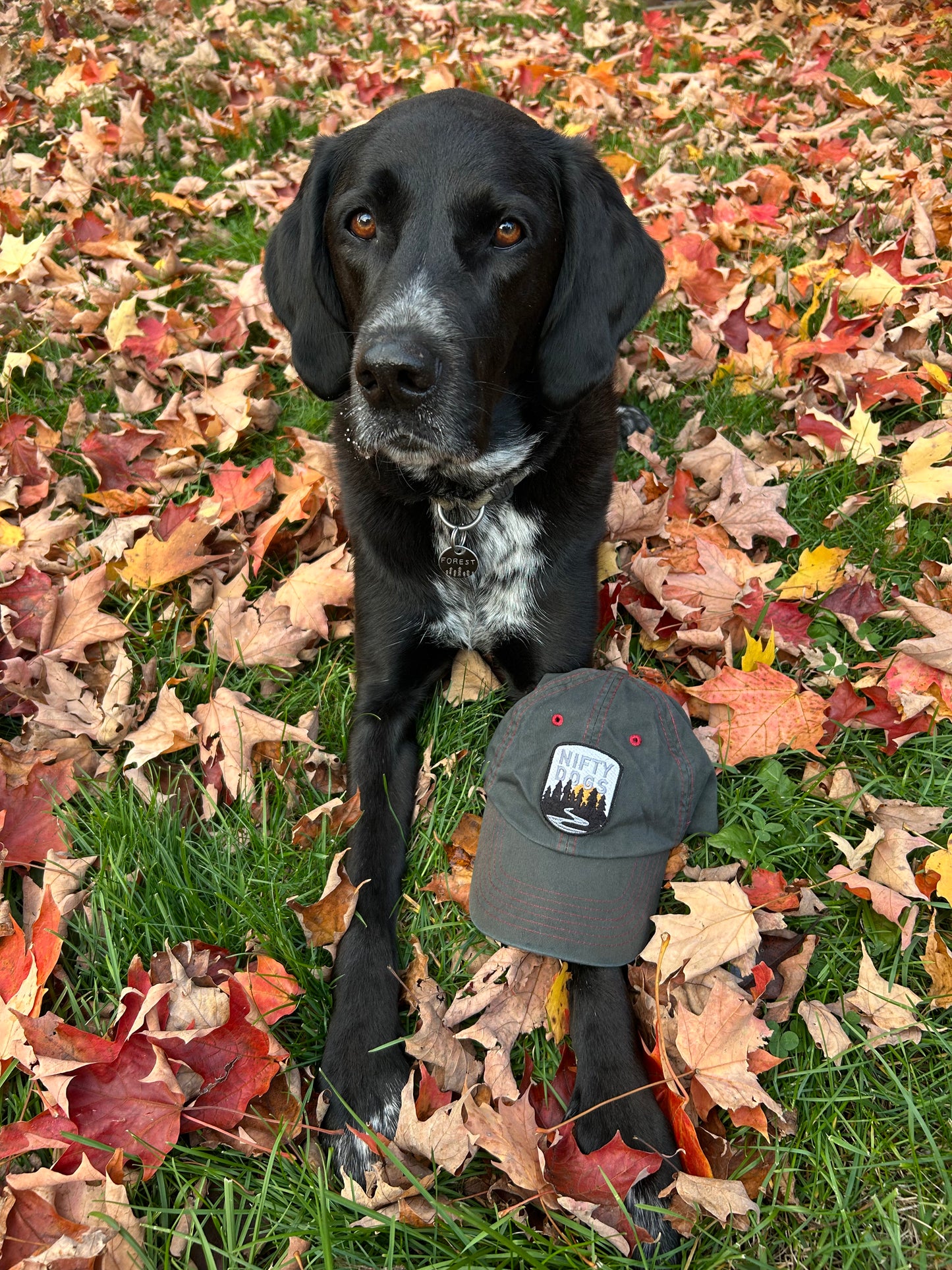 Nifty Dogs Baseball Cap