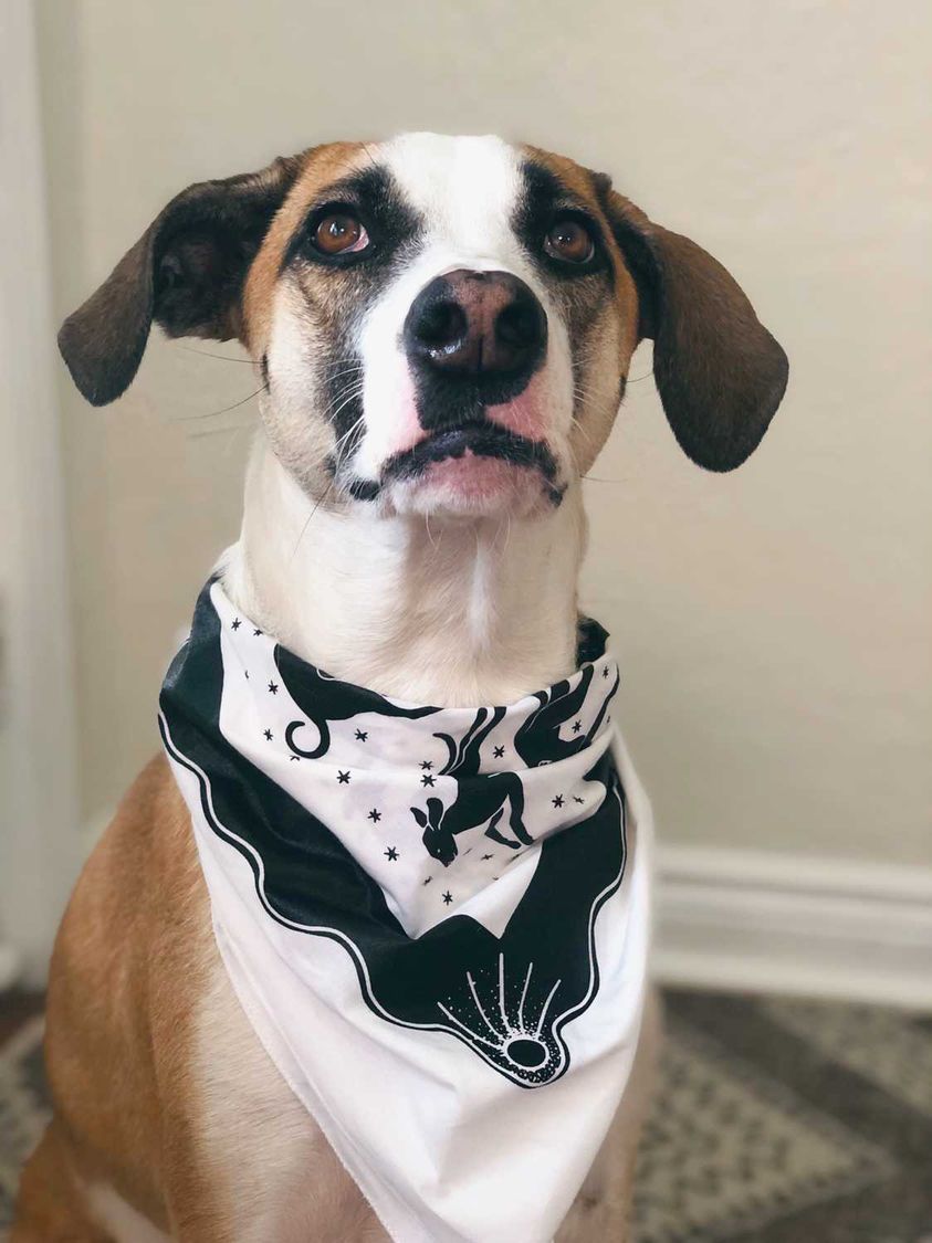 Limited Edition: Nifty Dogs x Katia Engell Bandana in support of The Bitove Method