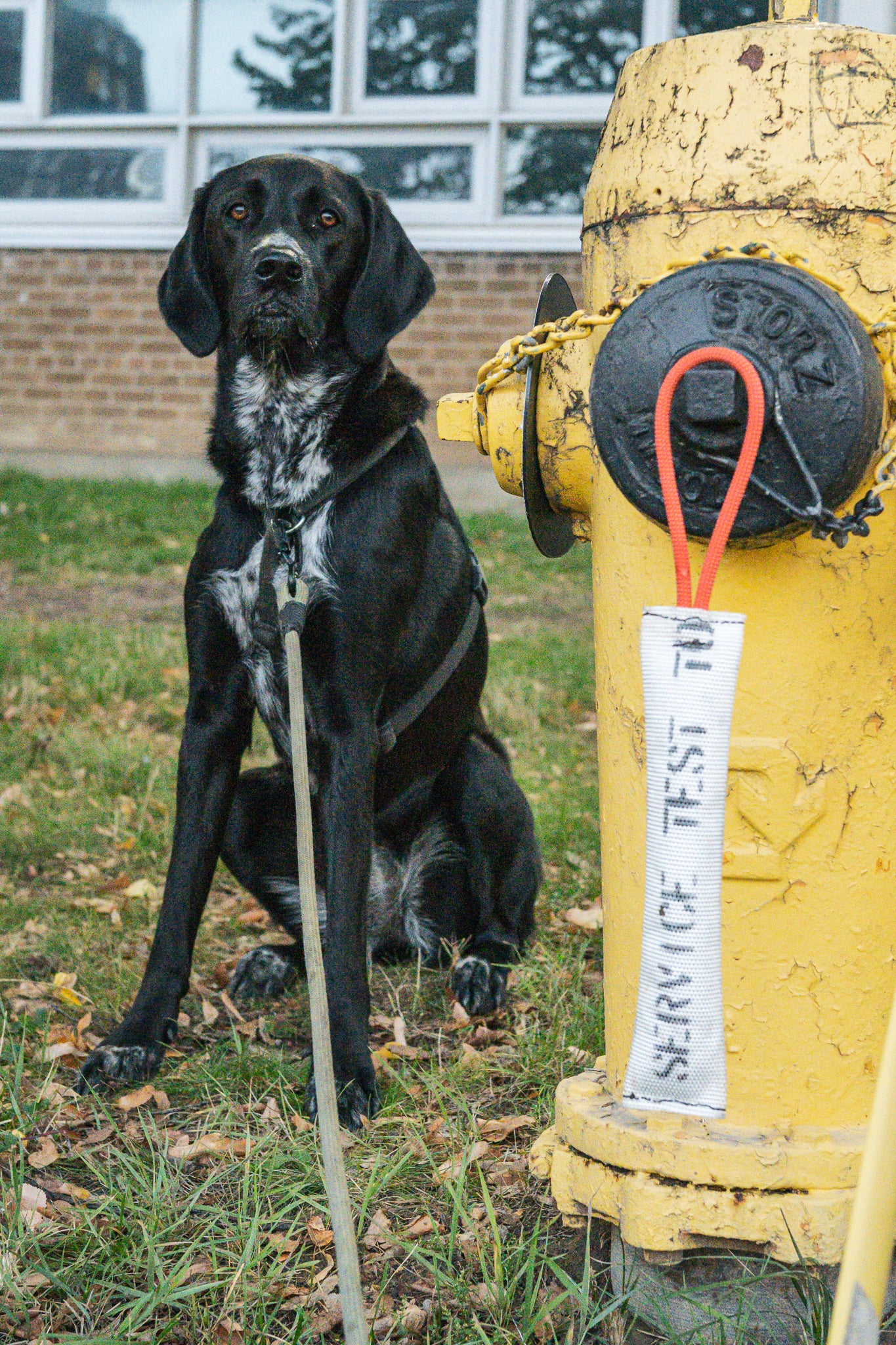 Recycled Fire Hose Tug Toy