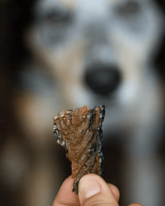 Close up of dog eating a salmon skin treat